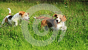 Beagles in the garden photo