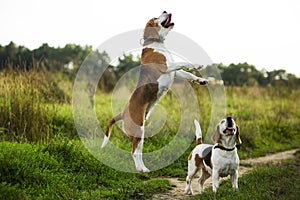 Beagles have fun photo