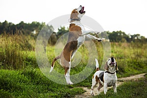 Beagles have fun