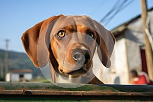 a beagles head peering out of a green jeeps window on a dirt road