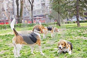 Beagles in park