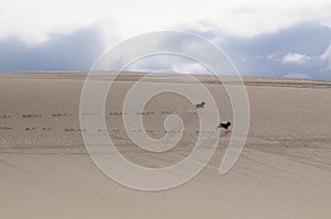 Beagles running along on sand dunes