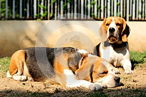 Beagles sunbathe on the yard.