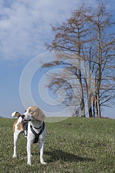 Beagles for a walk round