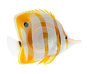 Beak coralfish, copperband butterflyfish, isolated