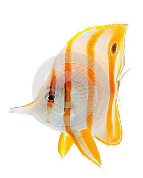 Beak coralfish, copperband butterflyfish, isolated photo