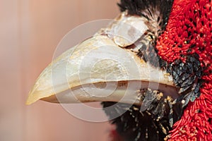 The beak of a pheasant is male photo