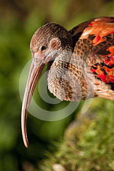 Beak of a red Ibis