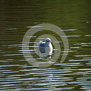 Beak of the seagull at Smiths Pool