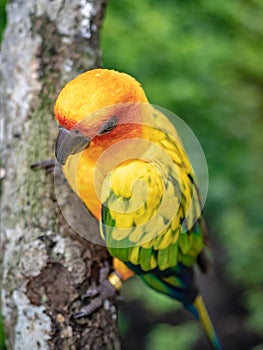 Beaked Bird On Tree Branch