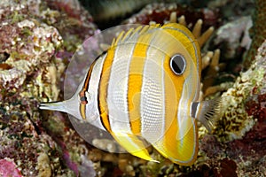 Beaked Coralfish