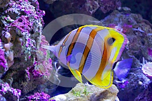 Beaked Coralfish swimming at Great Barrier Reef