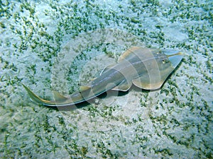 Beaked guitarfish