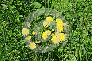 Beaked Hawksbeard - Crepis vesicaria, Norfolk, England, UK