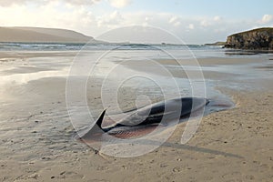 Beaked whale carcass.