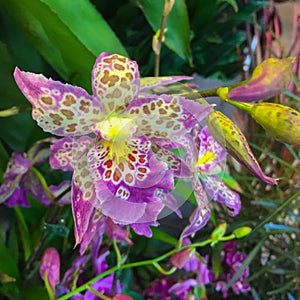 Beallara Orchid