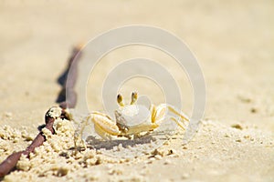 Crab on the beach sand photo
