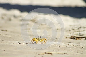 Crab on the beach sand photo