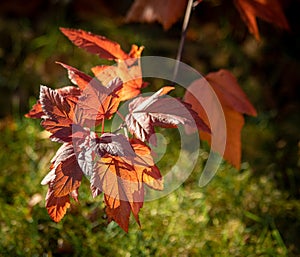 The beam of the sun illuminates the branch of the vesicle with leaves of autumn coloring