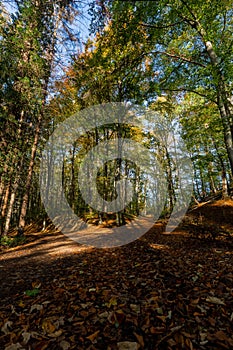 A beam of sun light coming through the trees in the forest. The ray of sun lightens the brown leaves which cover the ground on the