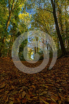 A beam of sun light coming through the trees in the forest. The ray of sun lightens the brown leaves which cover the ground on the