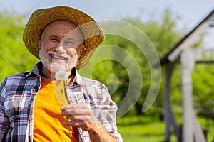 Beaming grey-haired retired man smiling while holding dandelion