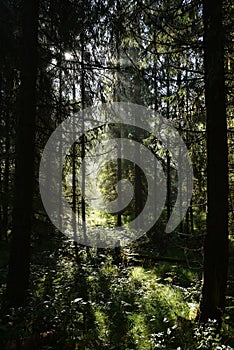 Beams of morning sunlight in a dark forest