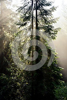 Beams of morning sunlight in a dark forest