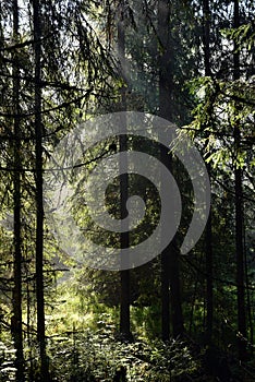 Beams of morning sunlight in a dark forest