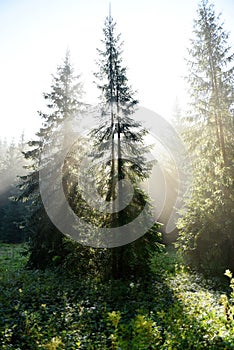 Beams of morning sunlight in a dark forest