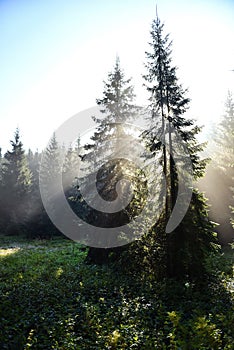 Beams of morning sunlight in a dark forest