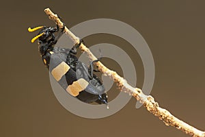 Bean Beetle, Hycleus oculatus