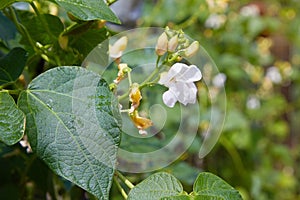 Bean blossom outdoors in a flowerbad