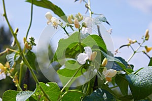 Bean blossom outdoors in a flowerbad