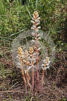 Bean broomrape, orobanche crenata