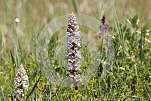 Bean broomrape, Orobanche crenata