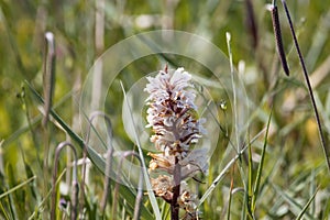 Bean broomrape, Orobanche crenata