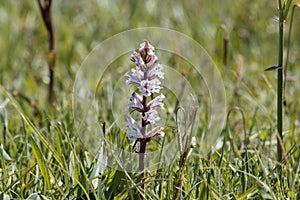 Bean broomrape, Orobanche crenata photo