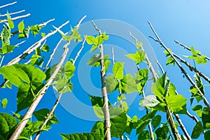 Bean bushes striving up the retaining poles