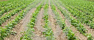 Bean and corn field