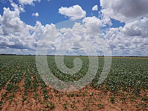 bean growing, food for many people photo