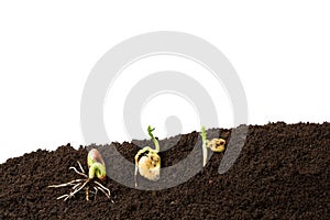 Bean, fava bean and chickpeas seeds germination isolated