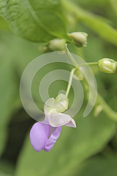 Bean flower