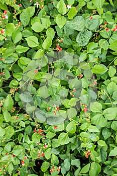 Bean flowers