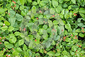 Bean flowers