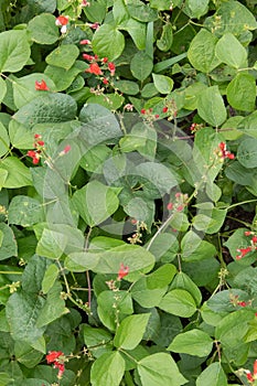 Bean flowers