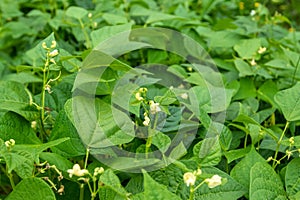 Bean flowers