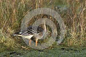 Bean goose, Anser fabalis