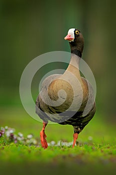 Bean goose, Anser fabalis, walking bird in the nature habitat, action scene with open wings, Sweden. Bird in the nature habitat, g