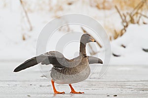 Bean goose on icy river